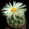 Coryphantha_compacta